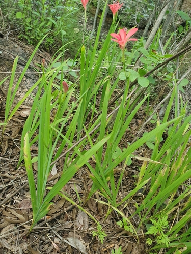 Freesia grandiflora image