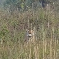 Panthera tigris tigris