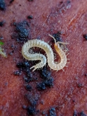 Schendyla nemorensis