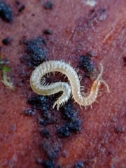 Schendyla nemorensis