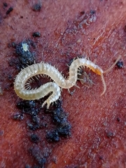 Schendyla nemorensis