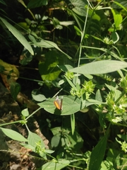 Drupadia ravindra moorei