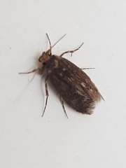 Hofmannophila pseudospretella