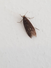 Hofmannophila pseudospretella