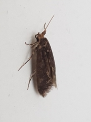 Hofmannophila pseudospretella
