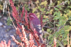 Carpodacus formosanus