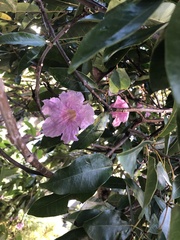 Tabebuia heterophylla