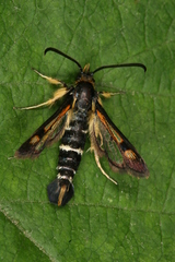 Pyropteron minianiforme