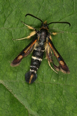 Pyropteron minianiforme