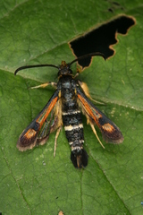 Pyropteron minianiforme