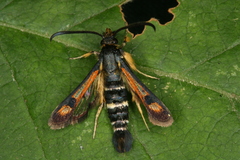 Pyropteron minianiforme