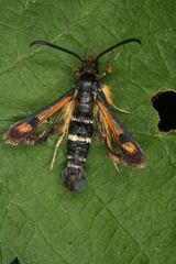 Pyropteron minianiforme