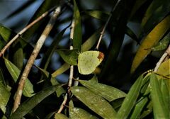 Eurema blanda