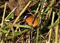 Danaus chrysippus