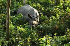 Rhinoceros unicornis