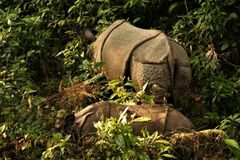 Rhinoceros unicornis