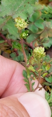 Lepidium bipinnatifidum