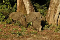 Rhinoceros unicornis