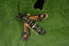 Pyropteron minianiforme