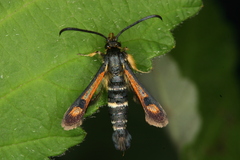 Pyropteron minianiforme