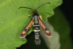 Pyropteron minianiforme