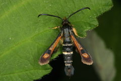 Pyropteron minianiforme