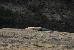 Crocodylus palustris