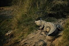 Crocodylus palustris