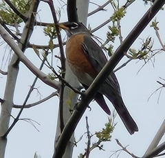 Turdus migratorius