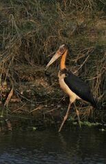 Leptoptilos javanicus