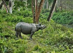 Rhinoceros unicornis