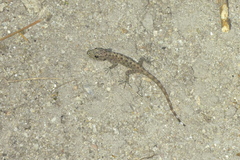 Cnemaspis chanthaburiensis