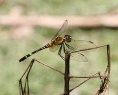 Erythrodiplax attenuata