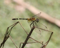 Erythrodiplax attenuata