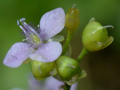 Murdannia nudiflora