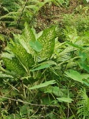 Dieffenbachia seguine