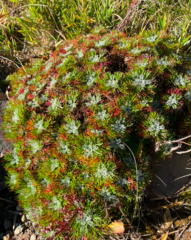 Artemisia morrisonensis