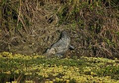 Crocodylus palustris
