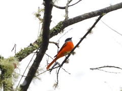 Pericrocotus solaris