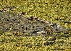 Crocodylus palustris