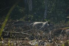 Rhinoceros unicornis