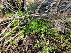 Eucrypta chrysanthemifolia