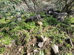 Eucrypta chrysanthemifolia