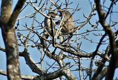 Semnopithecus schistaceus