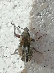 Microlarinus lareynii