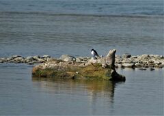 Motacilla maderaspatensis