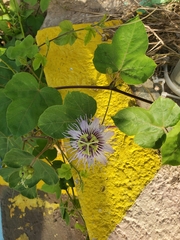 Passiflora foetida foetida