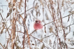 Carpodacus sibiricus
