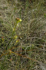 Sisymbrium polymorphum