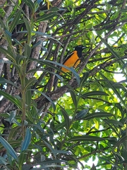 Icterus icterus